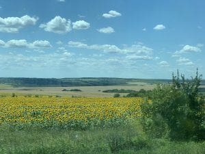 sunflowers in bulgaria