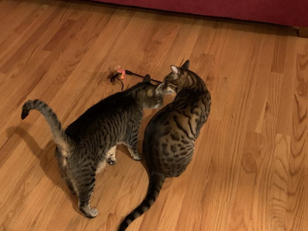 cat sitting