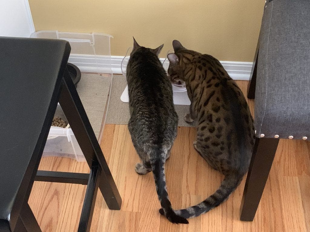 feed the cats Saved Thousands of Dollars by House Sitting